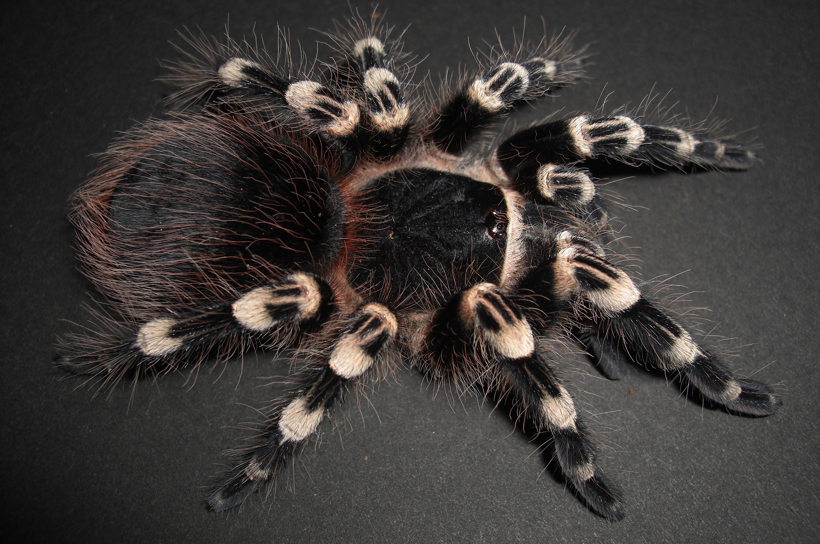 Acanthoscurria geniculataイメージ