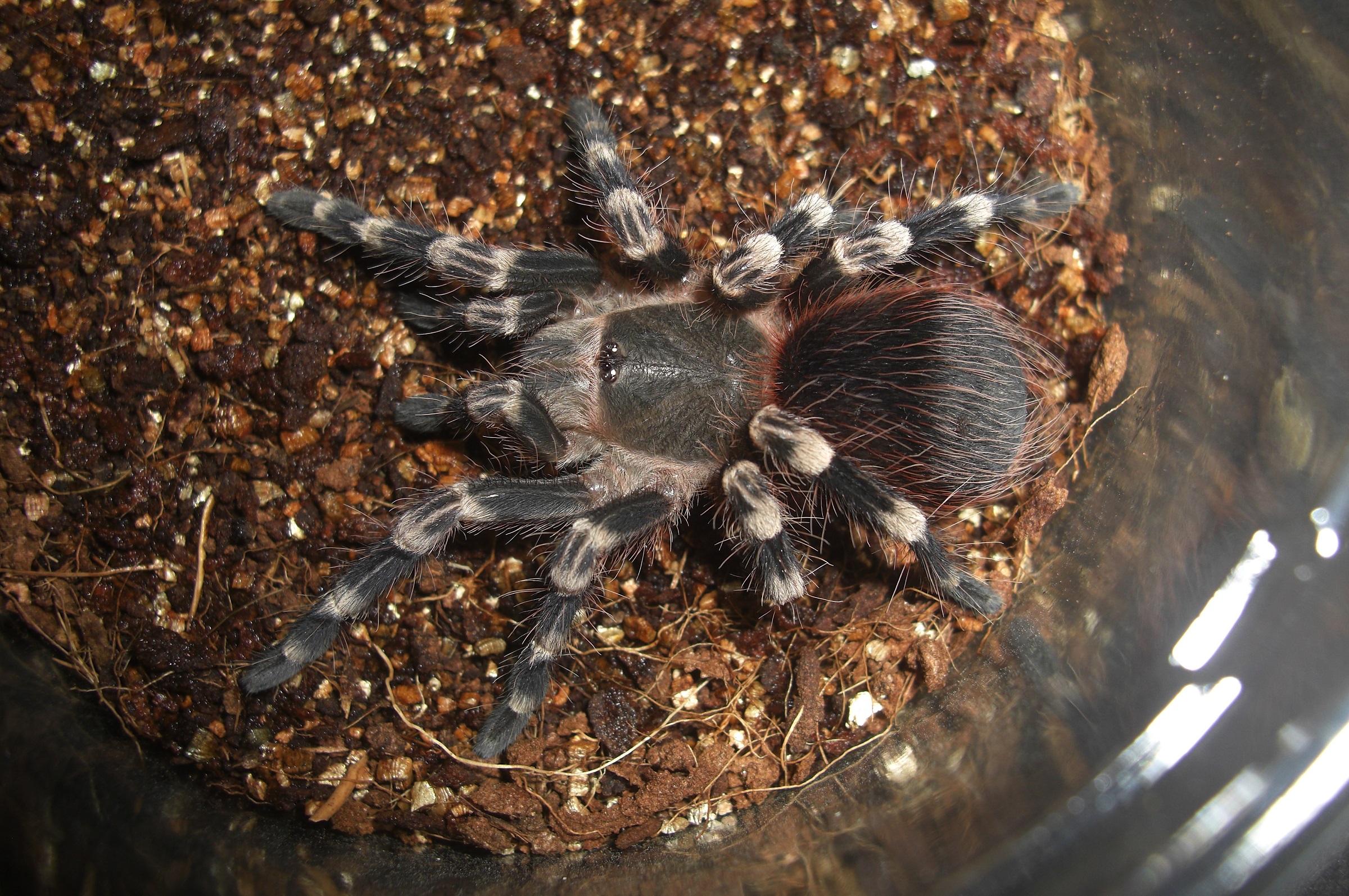 Acanthoscurria geniculataイメージ