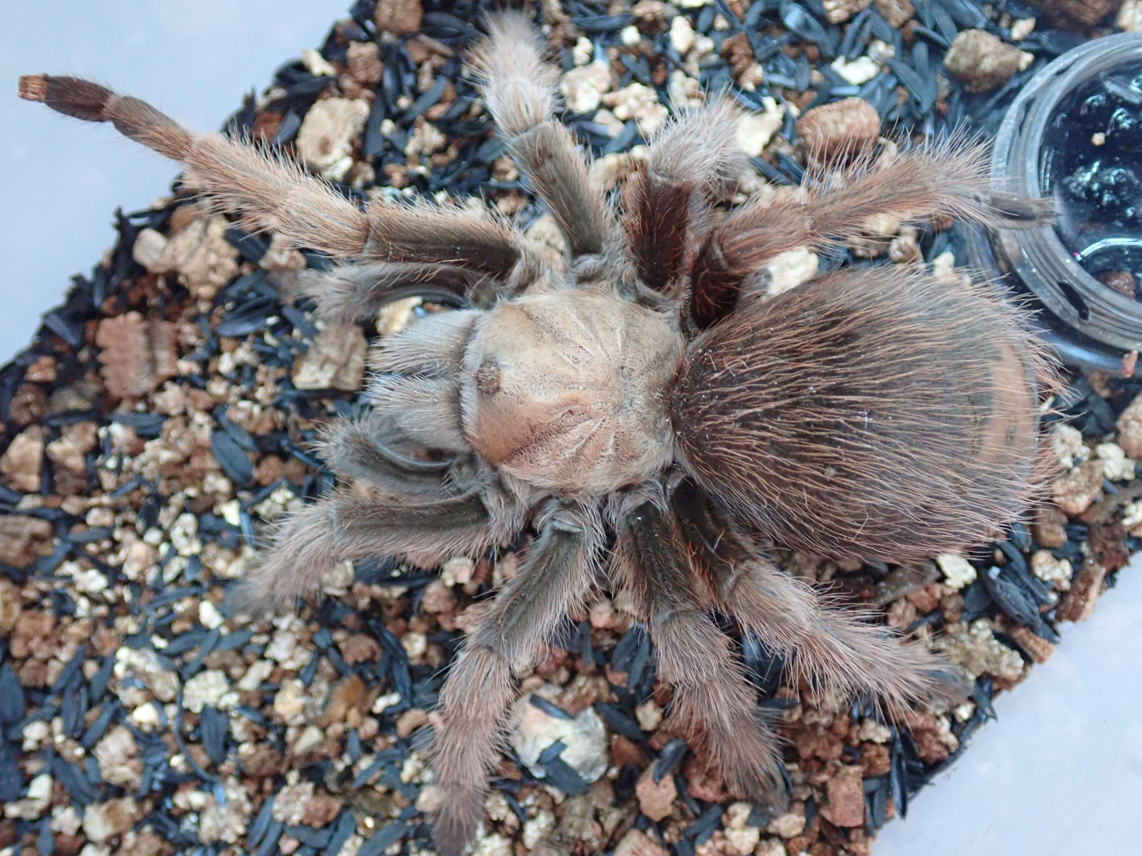 Aphonopelma hentziイメージ