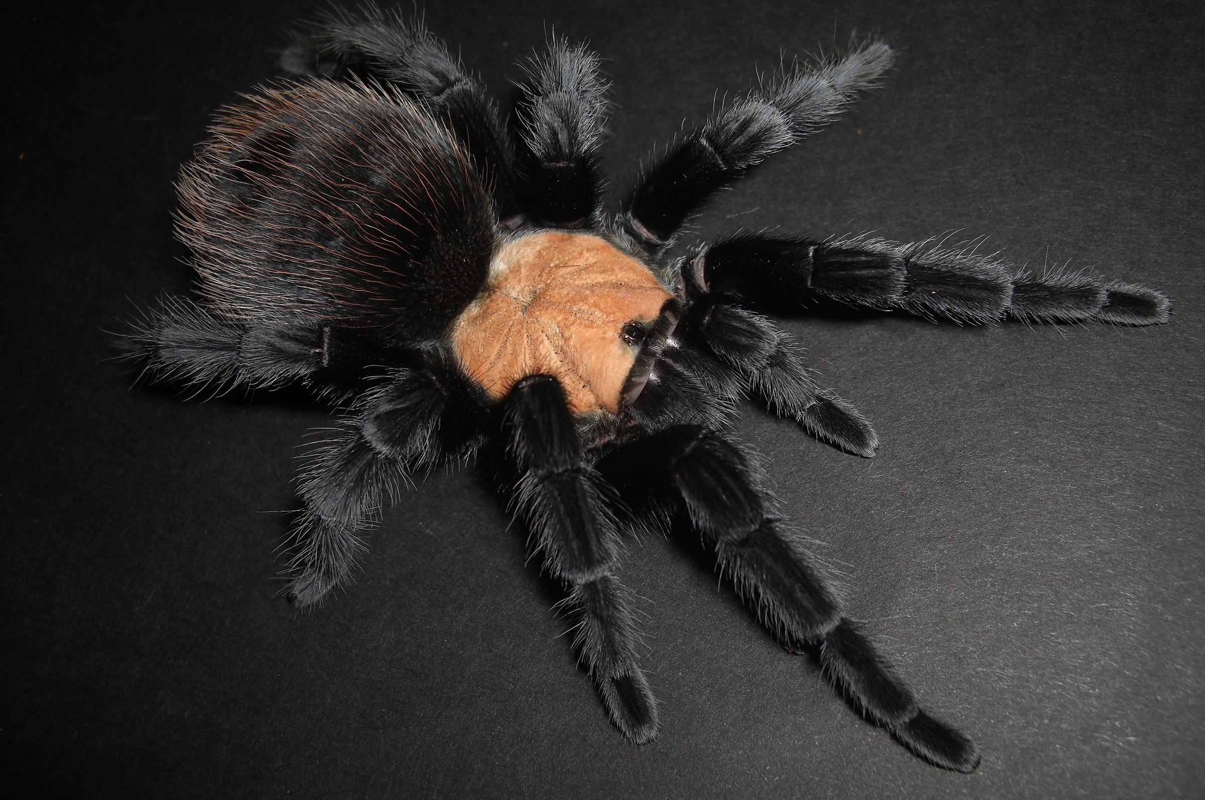 Brachypelma albicepsイメージ