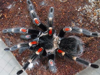 Brachypelma auratumイメージ