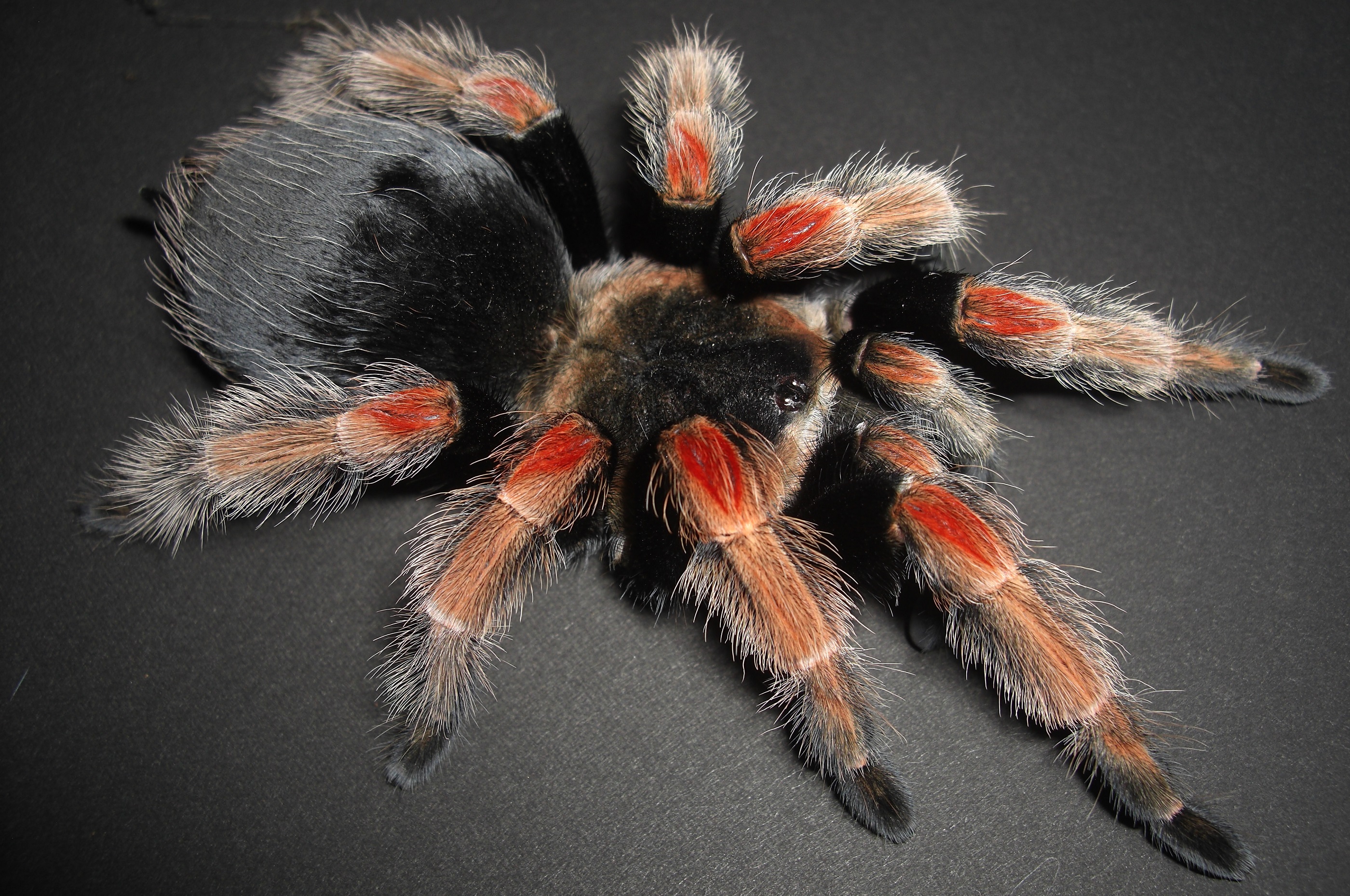 Brachypelma boehmeiイメージ