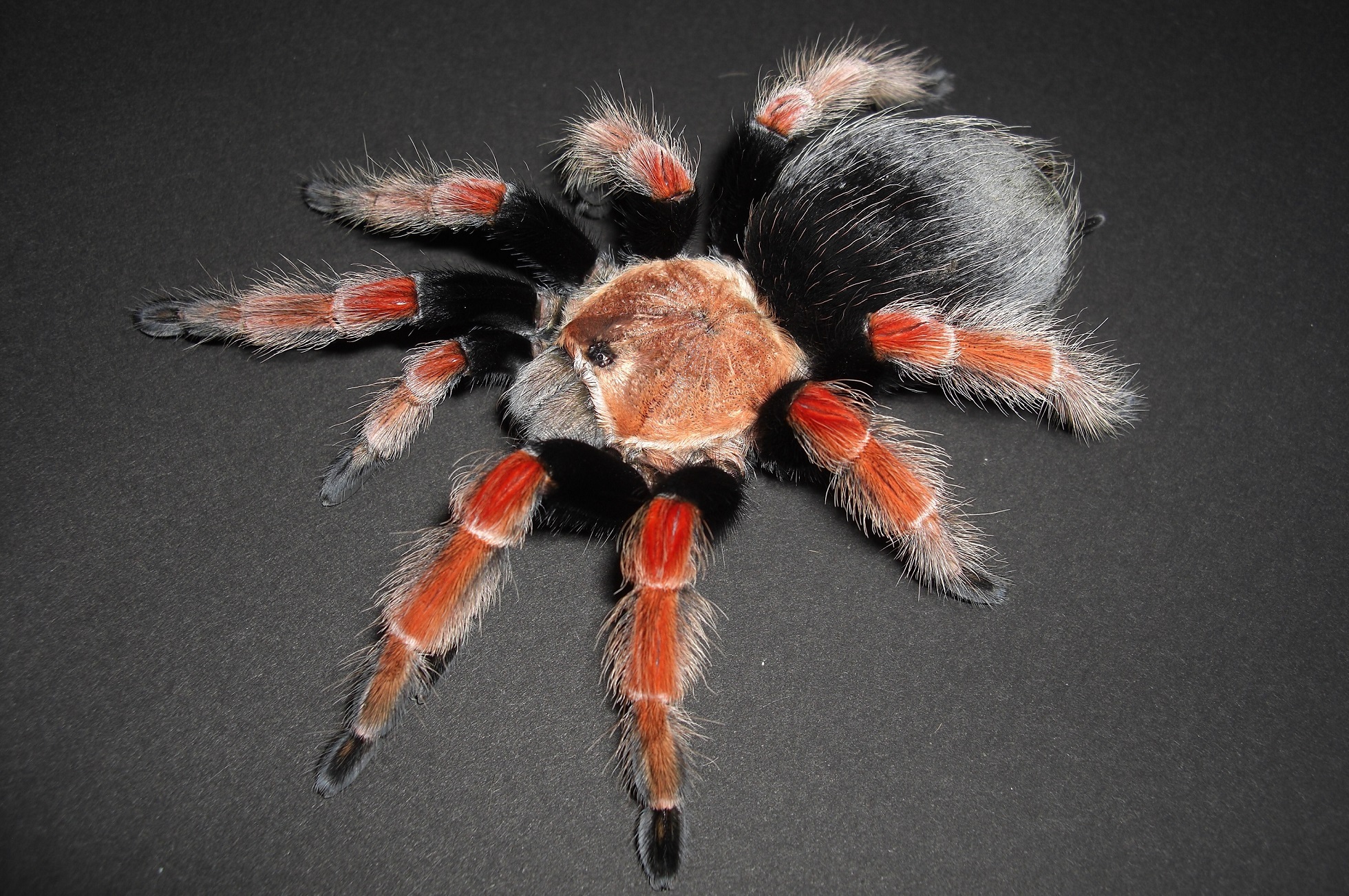 Brachypelma boehmeiイメージ