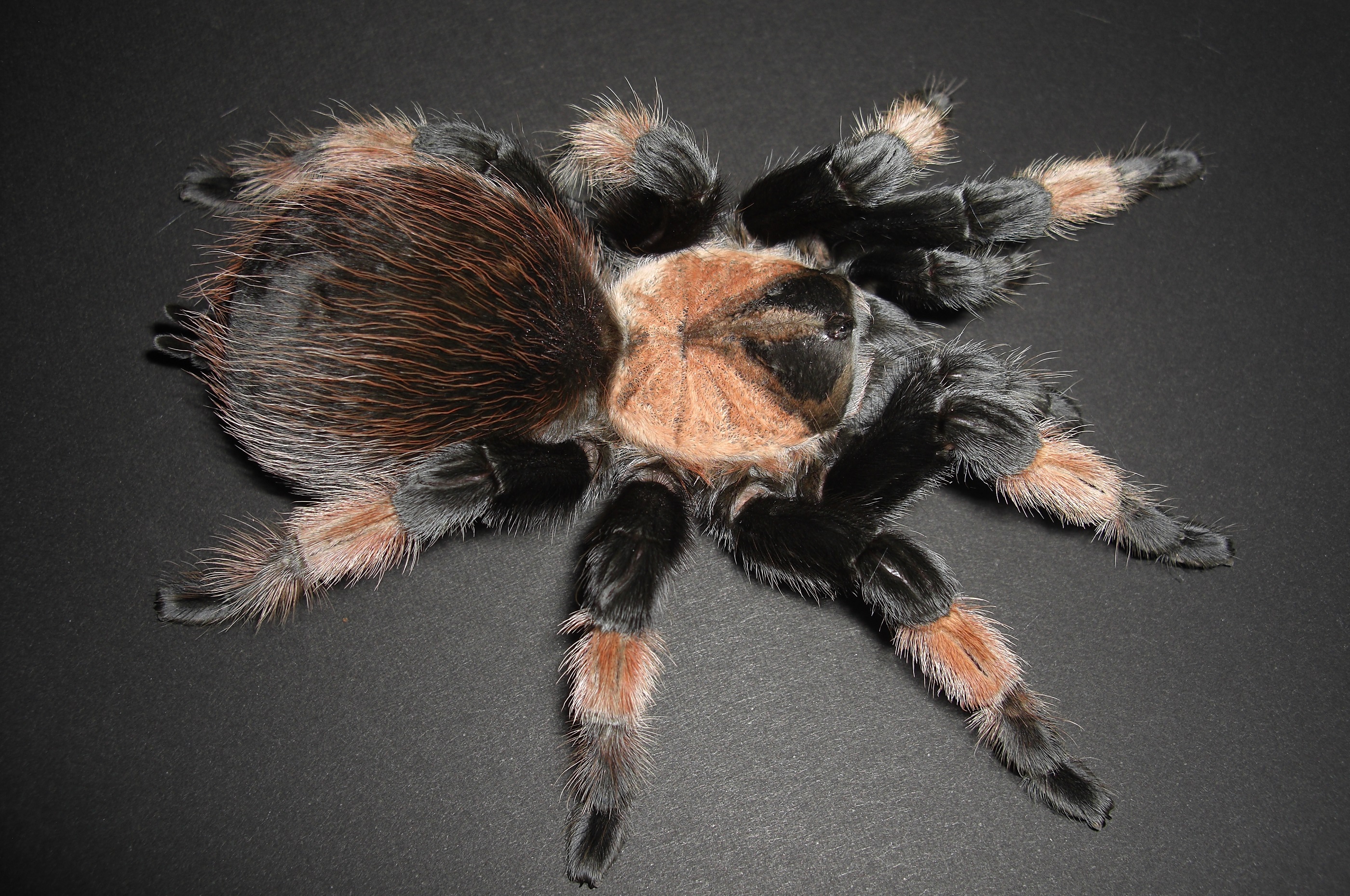 Brachypelma emiliaイメージ