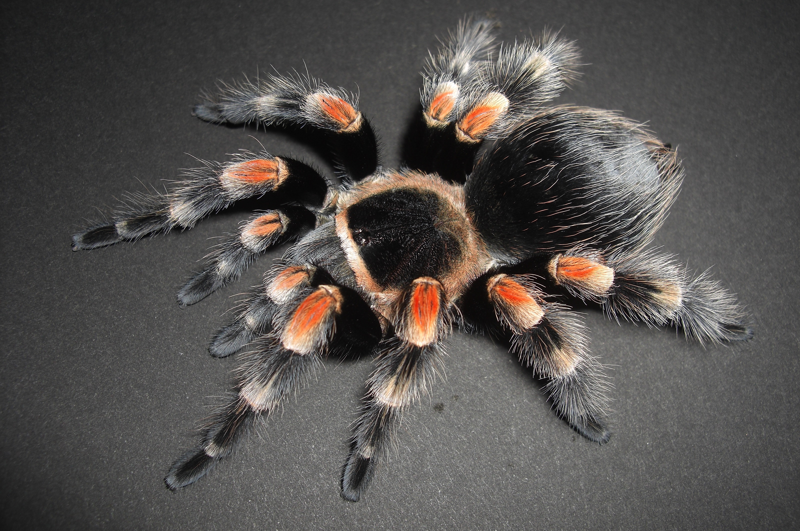 Brachypelma smithi(B. smithi X B. hamorii)イメージ