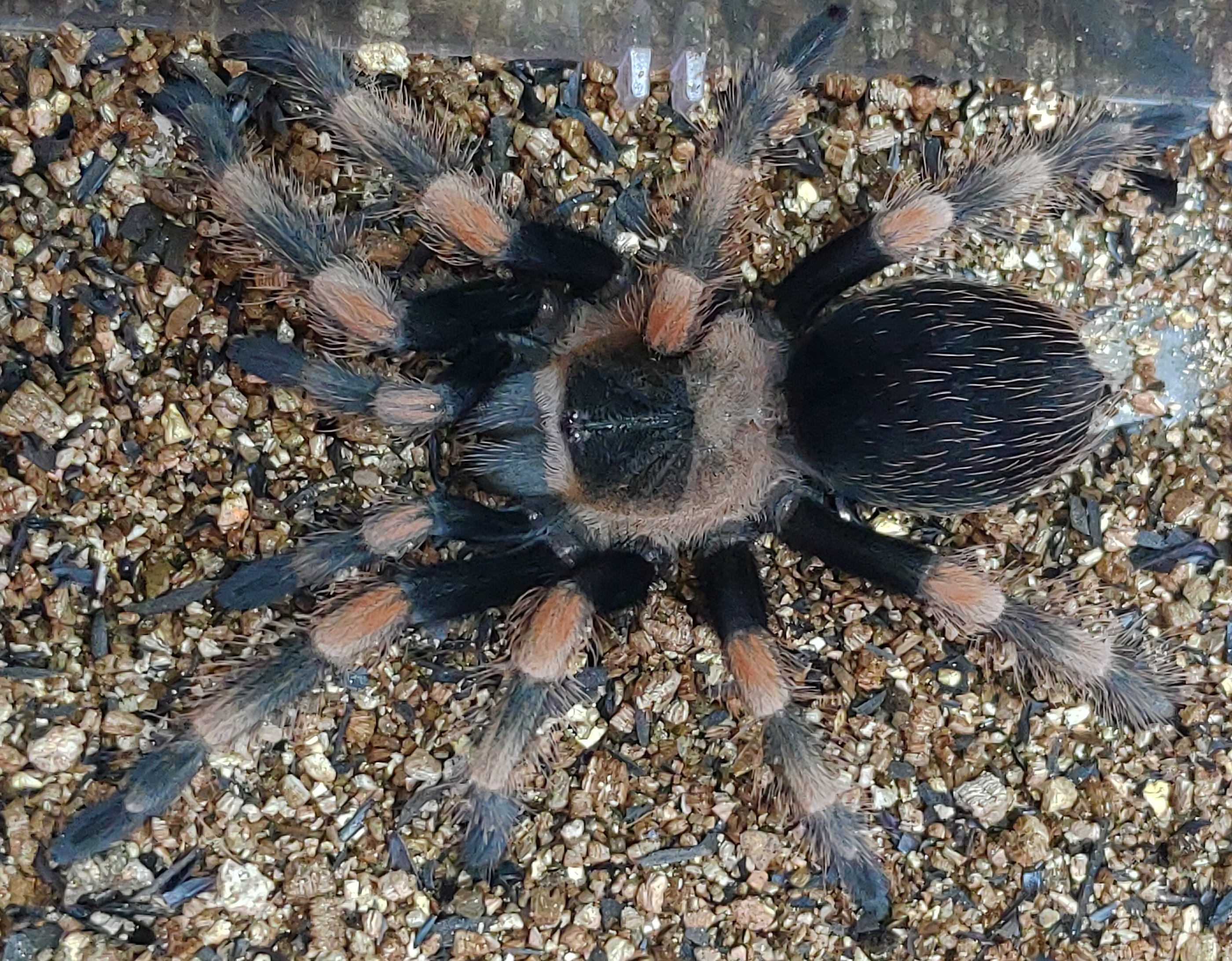 Brachypelma smithi(B. smithi X B. hamorii)イメージ