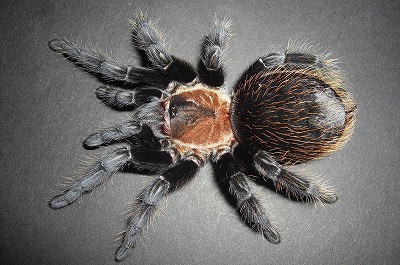 Brachypelma verdeziイメージ