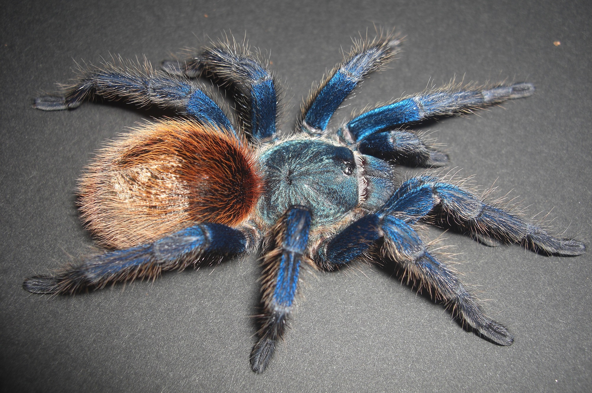 Chromatopelma cyaneopubescensイメージ