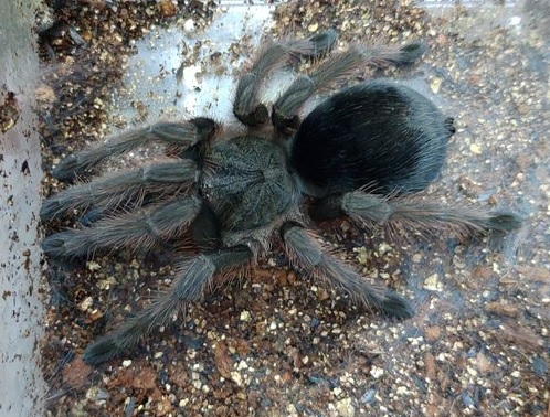 Grammostola anthracinaイメージ