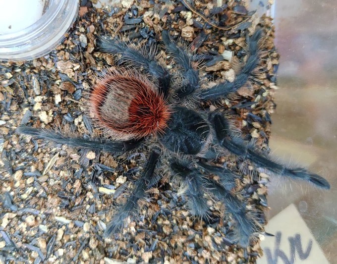 Grammostola iheringiイメージ