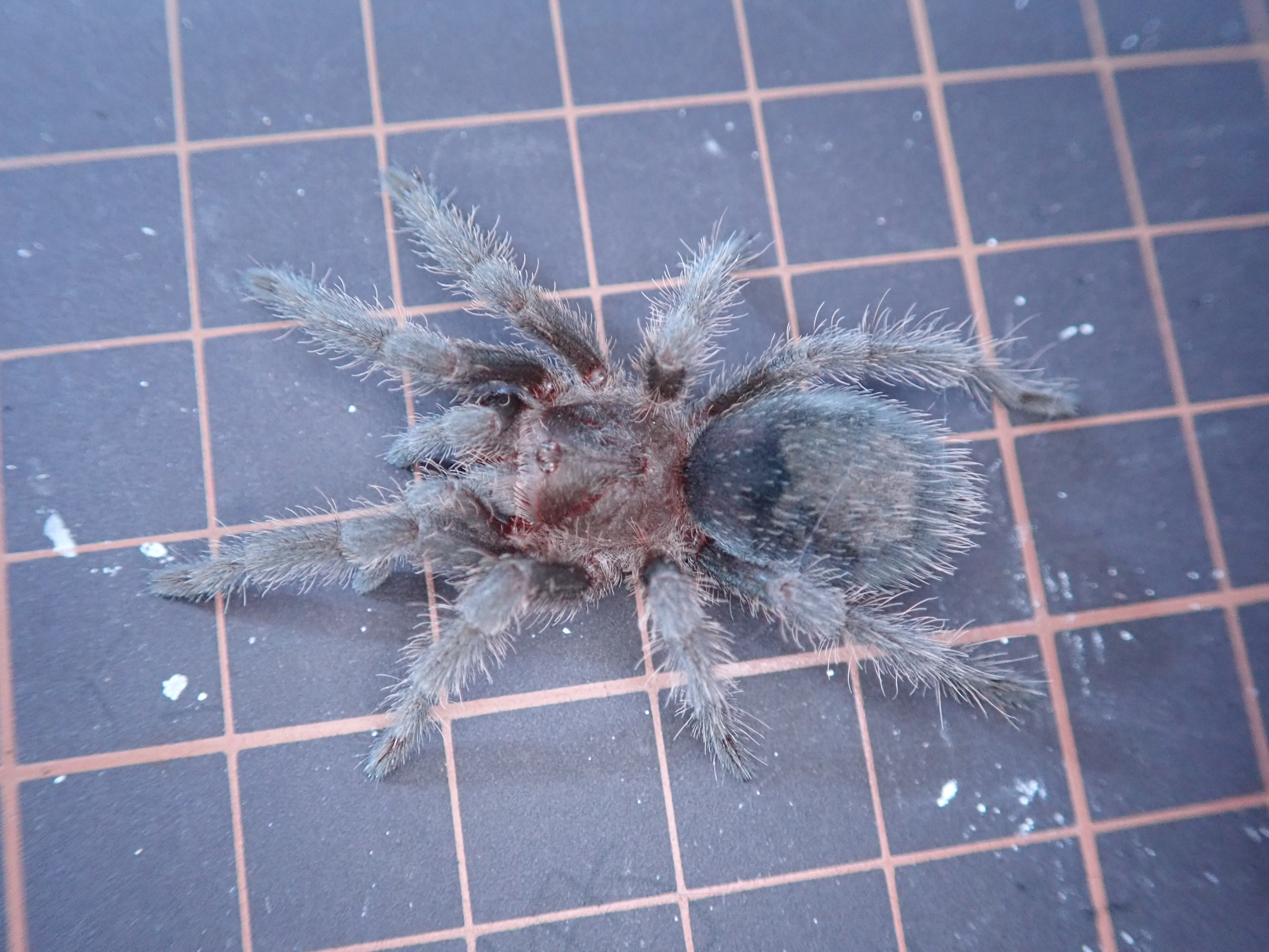 Grammostola pulchraイメージ