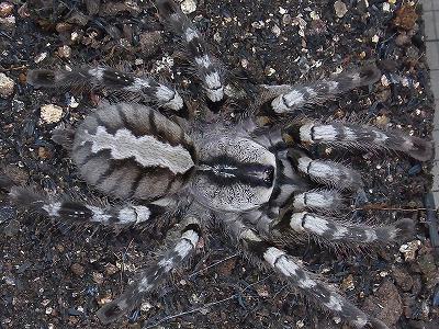 Poecilotheria regalisイメージ