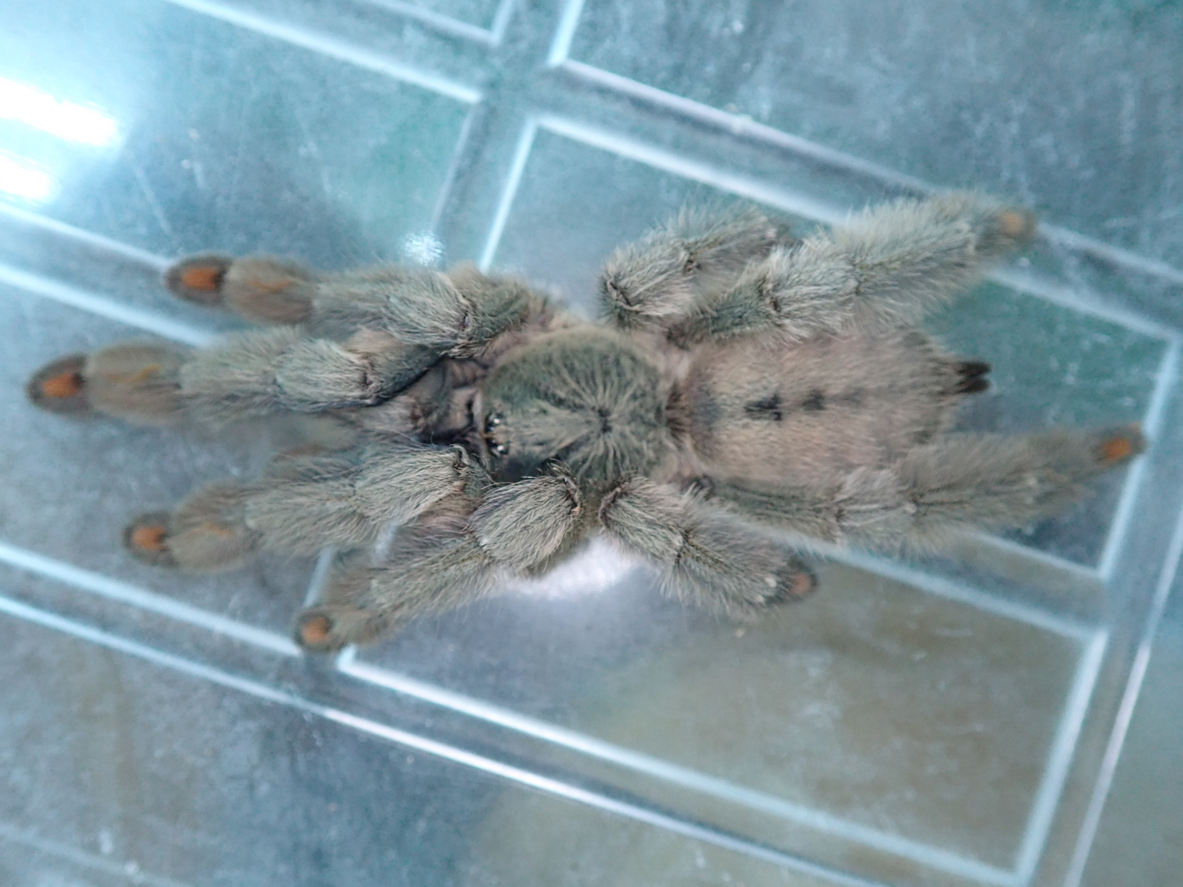 Psalmopoeus cambridgeiイメージ