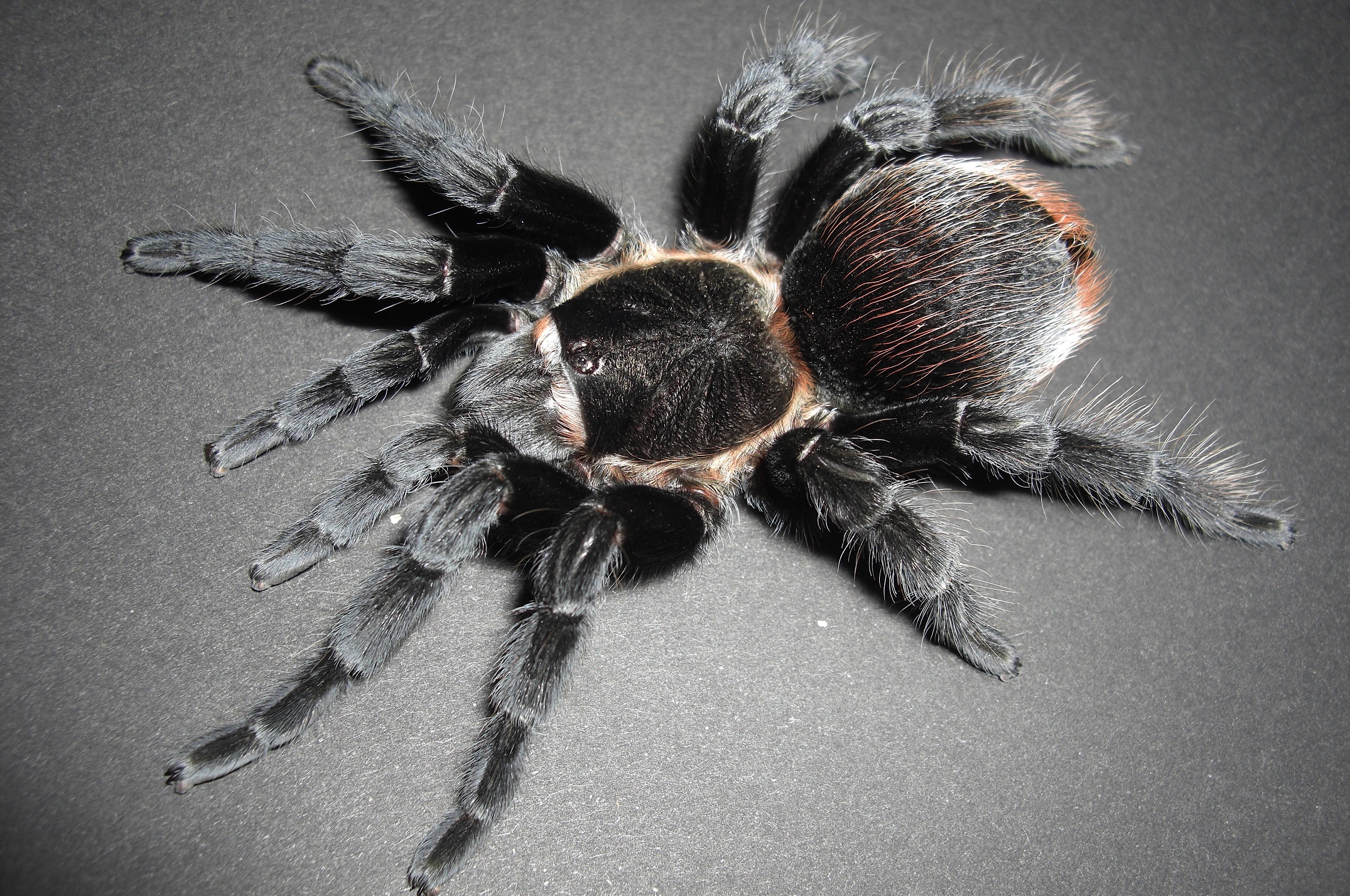 Brachypelma vagansイメージ